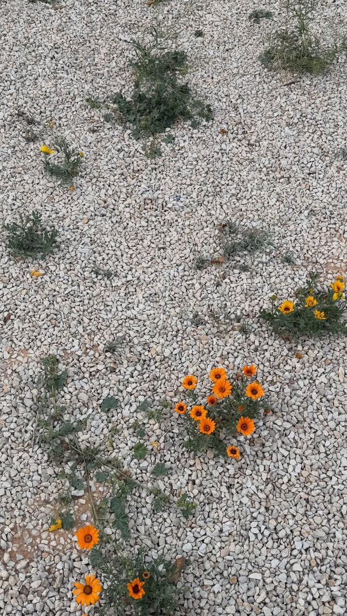 فرات✏️ tweet media