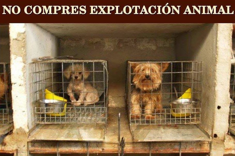 Alfredo Marquez T. tweet media