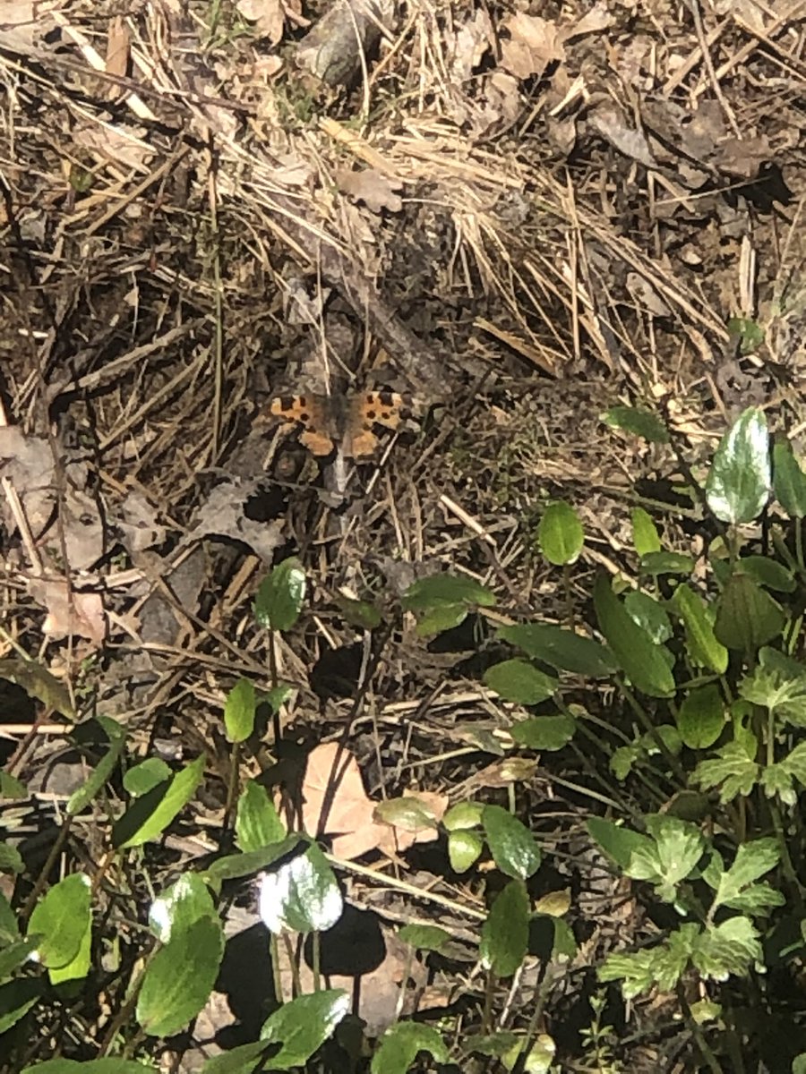 julian russell tweet media