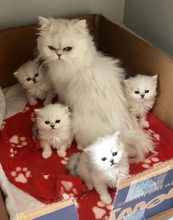 ✨فرح 🧚🏻‍♀️ tweet media