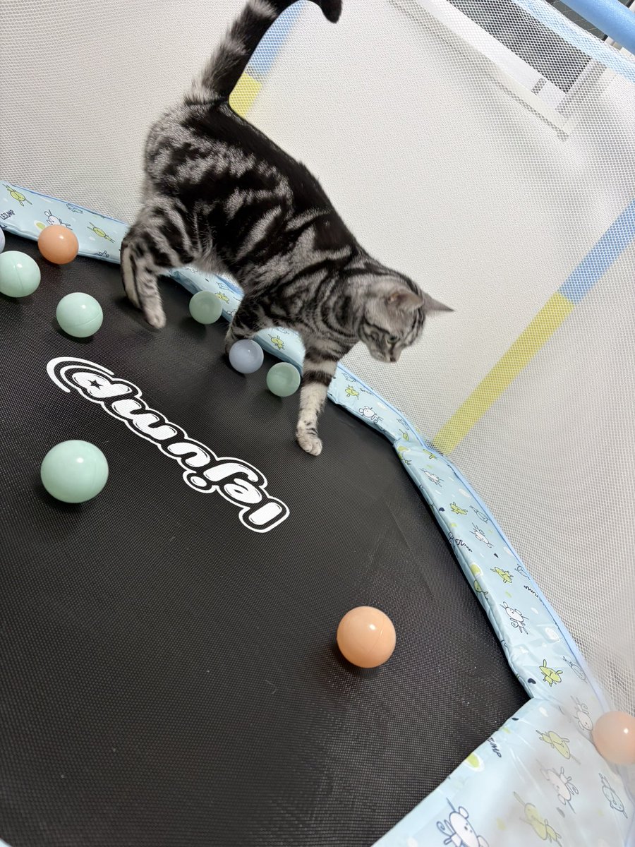 ねねね tweet media