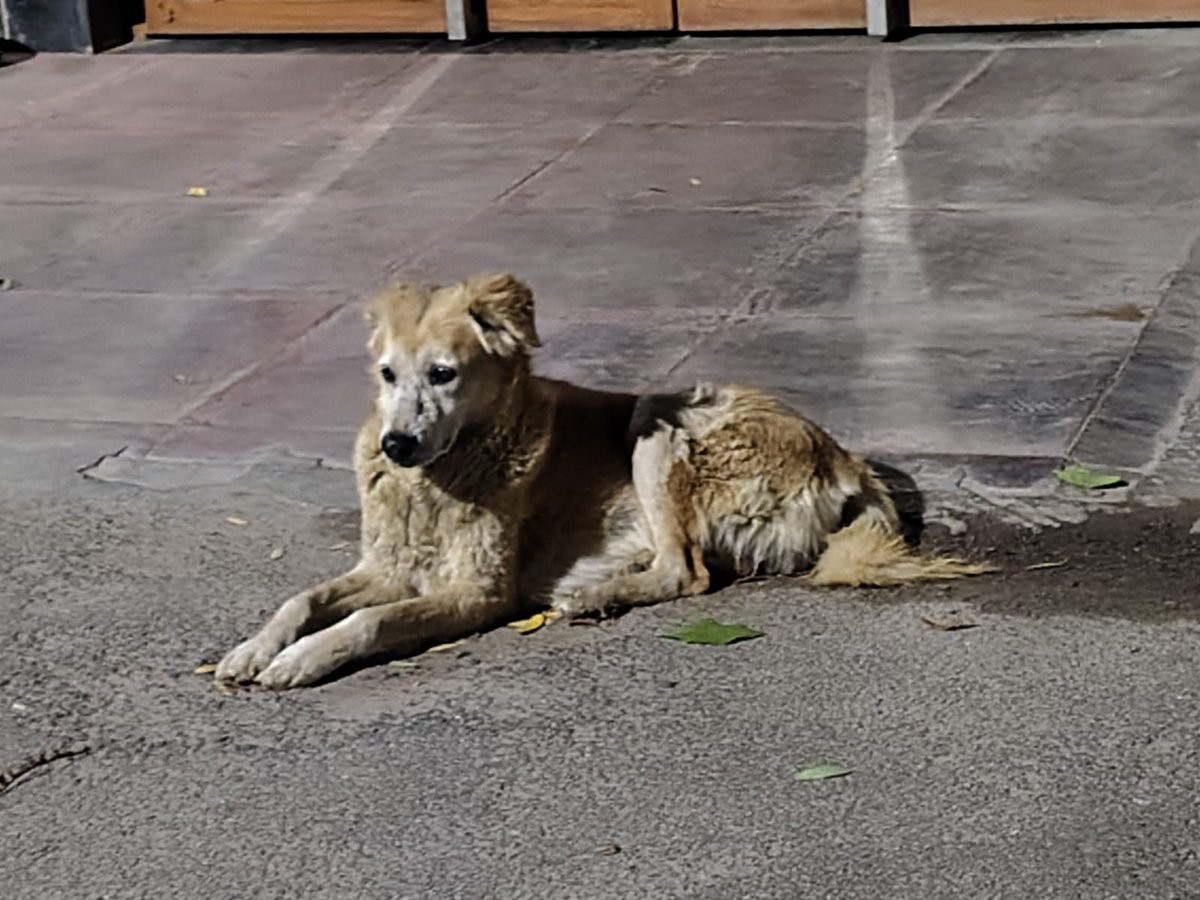 सिग्मा महिला tweet media