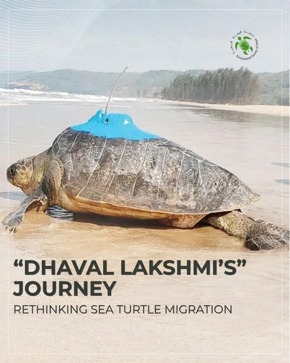 eso_oman_'s tweet image. A rescued, satellite-tagged Olive Ridley sea turtle, Dhaval Lakshmi, travelled nearly 1,800 km across the Arabian Sea , from India to waters near Masirah Island - revealing a previously undocumented east–west migration route.
#ESO #dhavallaxmi #seaturtle
