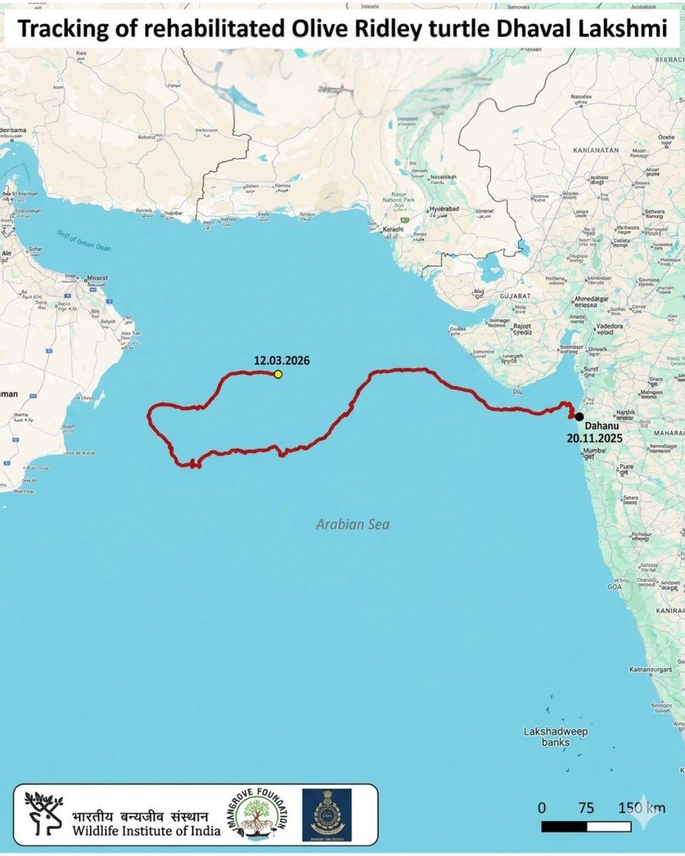 eso_oman_'s tweet image. A rescued, satellite-tagged Olive Ridley sea turtle, Dhaval Lakshmi, travelled nearly 1,800 km across the Arabian Sea , from India to waters near Masirah Island - revealing a previously undocumented east–west migration route.
#ESO #dhavallaxmi #seaturtle