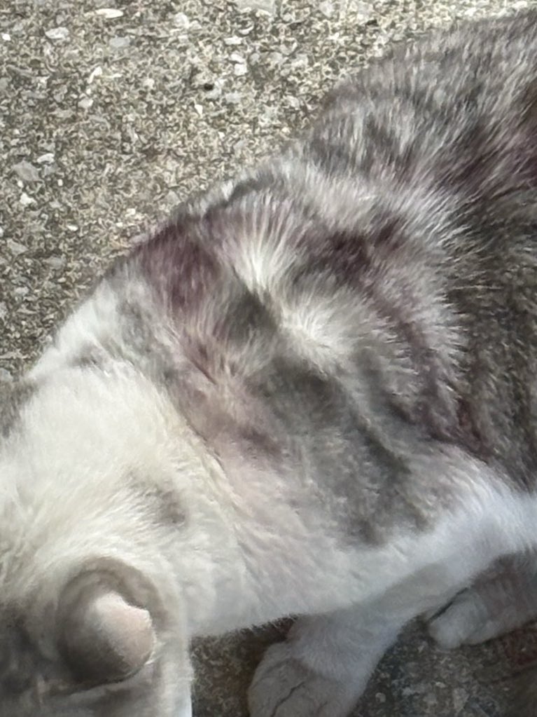 保護猫かふぇ かぎしっぽ tweet media