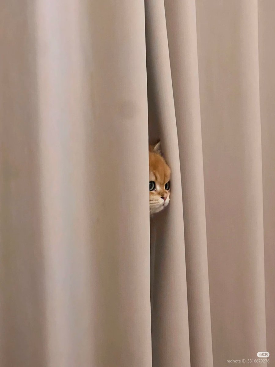 No Context Cats tweet media