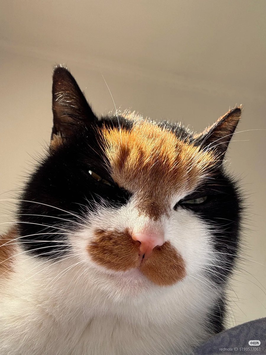 No Context Cats tweet media