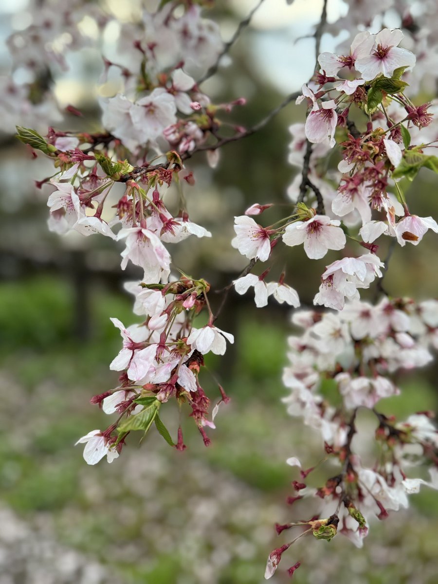 みそきち🍊 tweet media