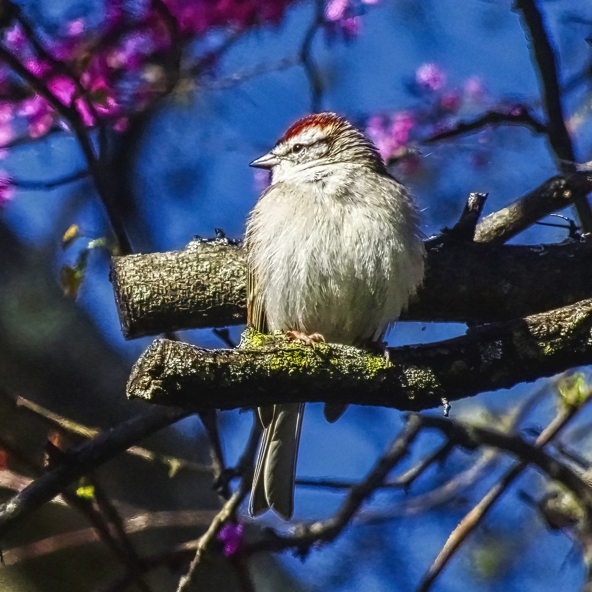 Little Bird. Photo by L. Hamill 1/2 hour ago.