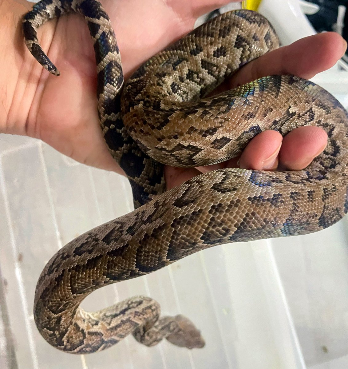 🪼鐡🪼 tweet media