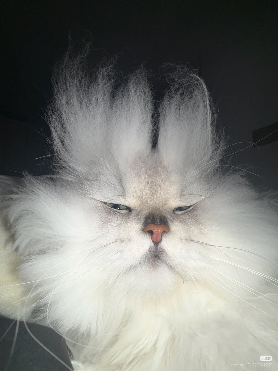 No Context Cats tweet media