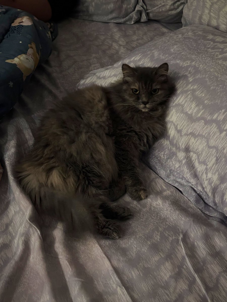 halo aku kucing tweet media