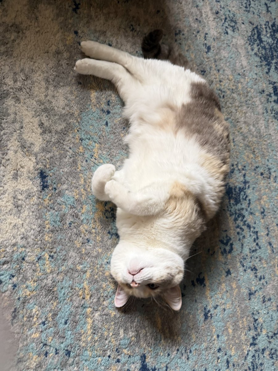 Panko A. Cat’s Mom tweet media