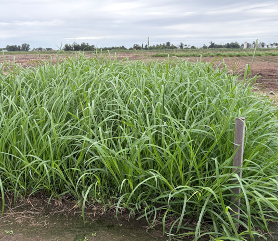 Pasture Genetics tweet media