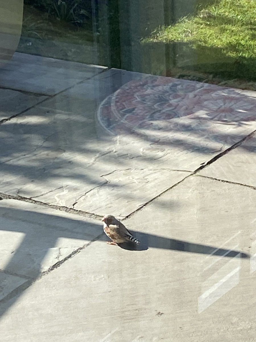 stuart88j's tweet photo. @Natures_Voice 
What is this bird on our patio please?

Never seen anything like it before https://t.co/FgSuev17Ts