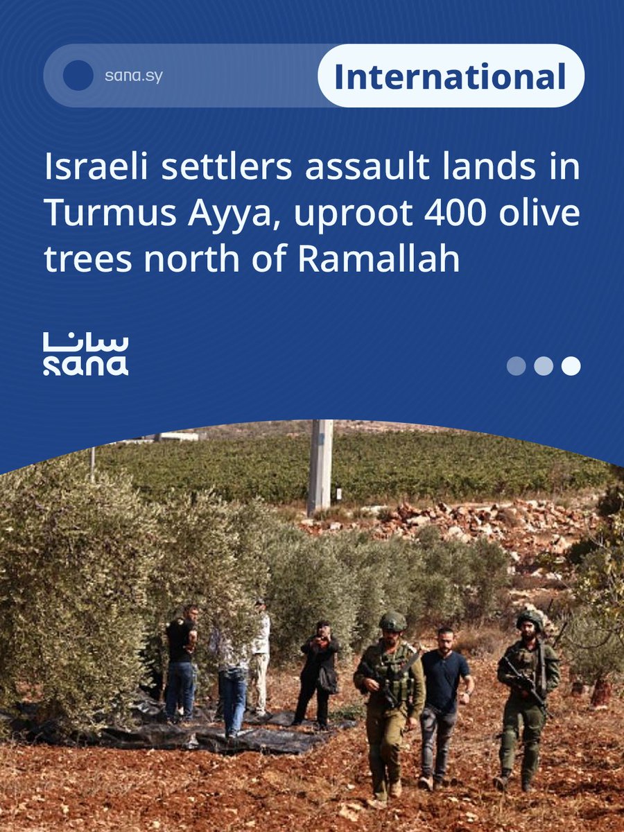SANAEnOfficial's tweet image. Israeli settlers uprooted around 400 olive trees in Turmus Ayya, north of Ramallah, in continued attacks on Palestinian lands, impacting farmers’ livelihoods.

#WestBank #Ramallah

sana.sy/en/internation…