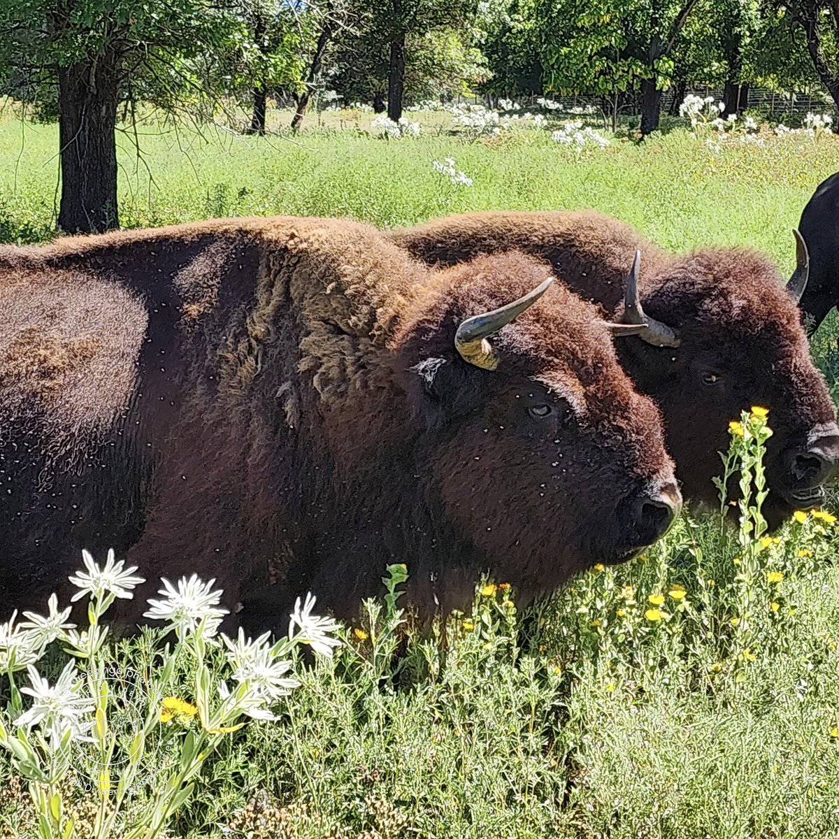 High Dividend Opportunities tweet media