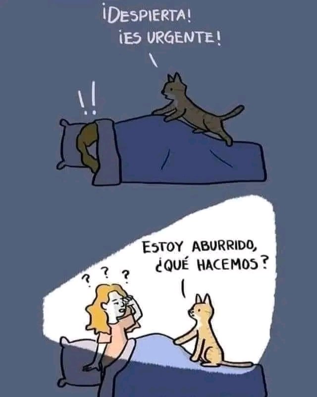 tiofelino2's tweet photo. Cómo cuando te despierta en la madrugada 🫩🐱🐾 https://t.co/bOrWtn0lHb