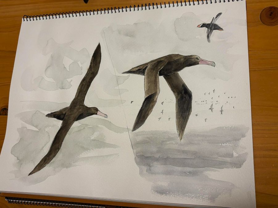 アシナガウミツバメ tweet media