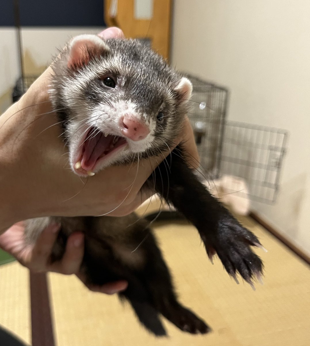 poyaringuri's tweet photo. ベビー期より小顔になった⁈🐾

 #セーブル祭り https://t.co/5iPmKSD9Wd