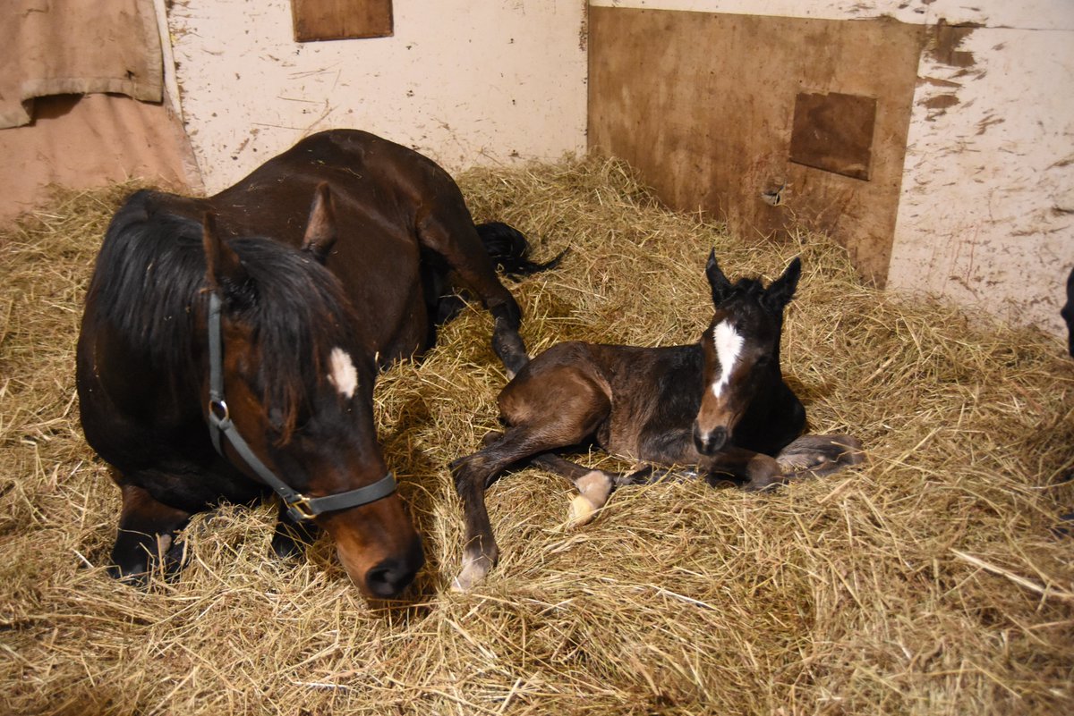 しゃーくていむ tweet media