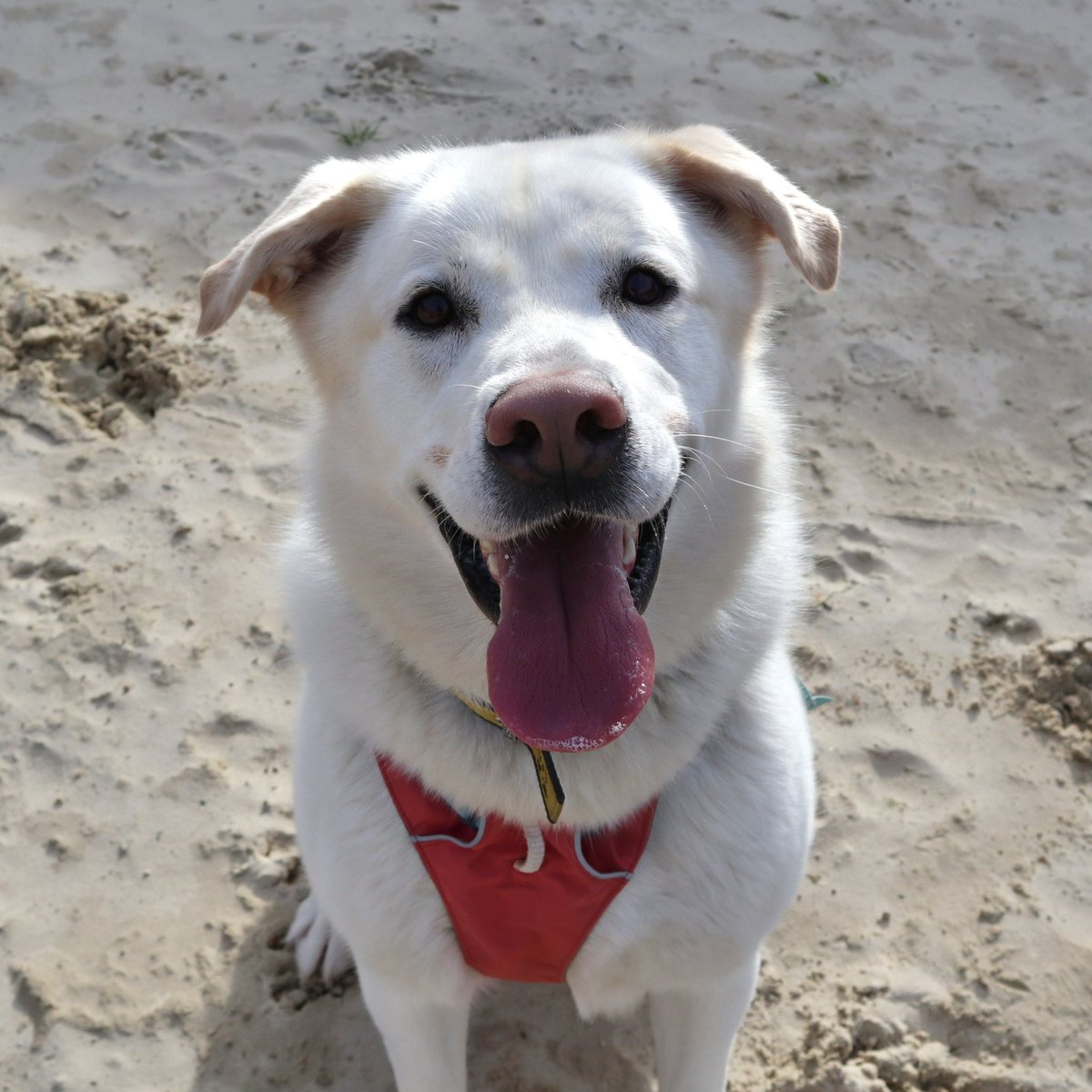 Dogs Trust West London tweet media