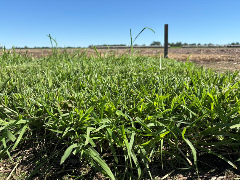 Pasture Genetics tweet media