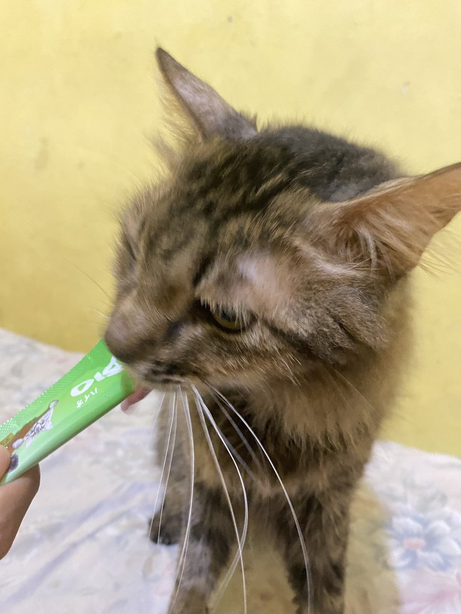 Empat M | Open Adopt Kucing Free tweet media