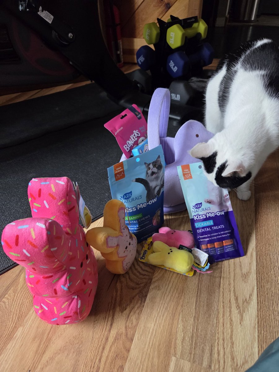 TheSprinklesCat's tweet image. The Easter Bunny gave me some cool treats + toys this year! My Peeps stuffies have sprinkles on them! Hope mew have a purrfect #TunaTuesday! #cowcat #CatsOfTwitterX #AdoptDontShop #StaySafeFurrends