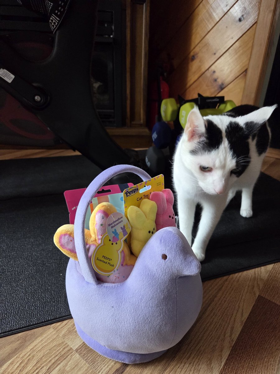 TheSprinklesCat's tweet image. The Easter Bunny gave me some cool treats + toys this year! My Peeps stuffies have sprinkles on them! Hope mew have a purrfect #TunaTuesday! #cowcat #CatsOfTwitterX #AdoptDontShop #StaySafeFurrends