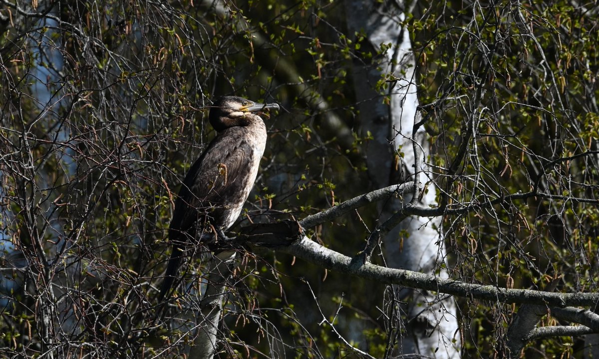 Johan Bokma tweet media