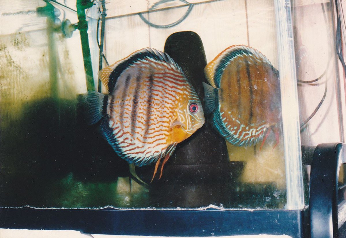 キャップＭｒ２ tweet media