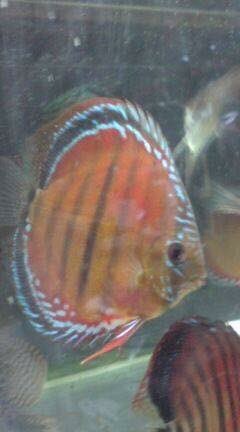 キャップＭｒ２ tweet media