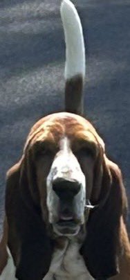 Cooper the Basset tweet media