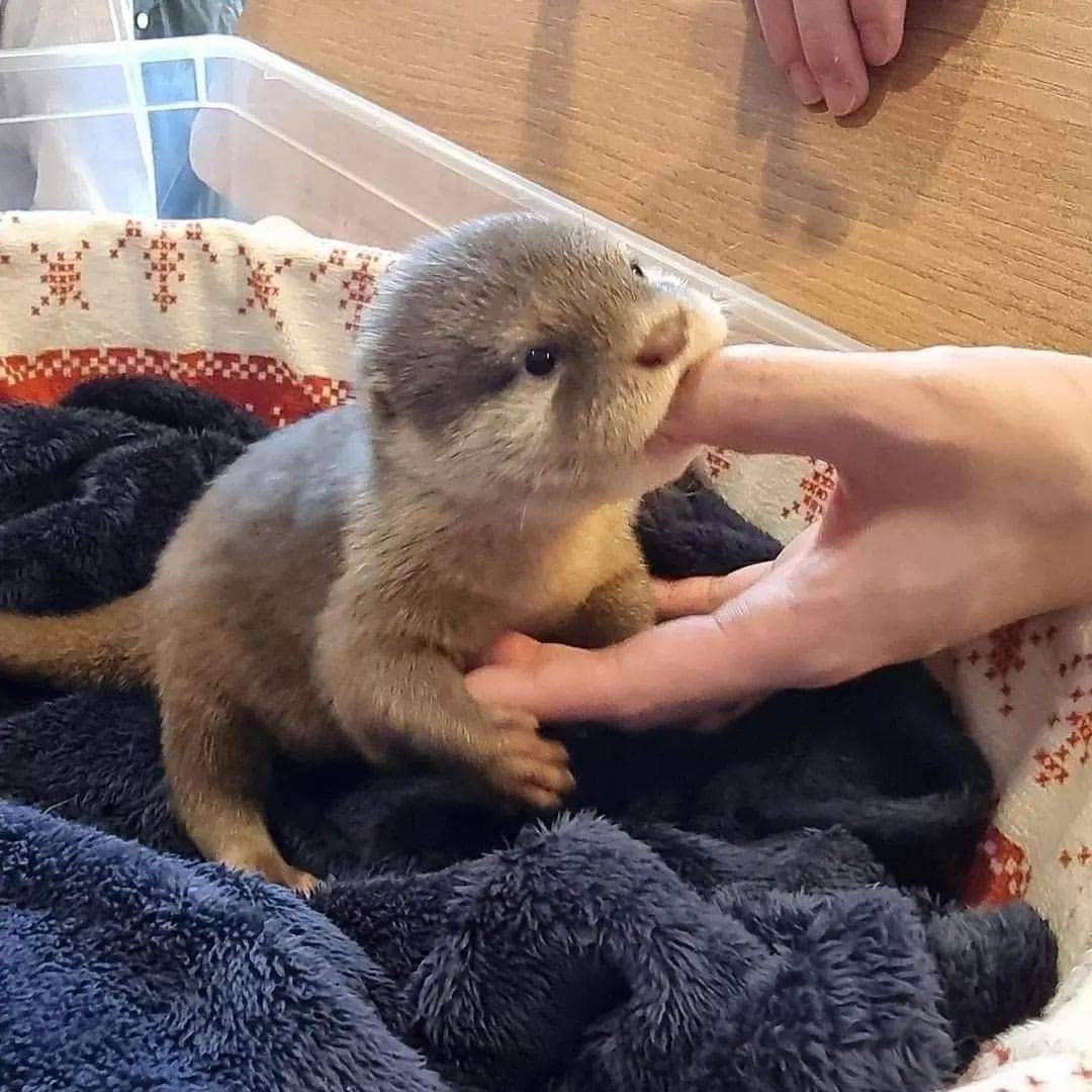 In Otter News.... tweet media