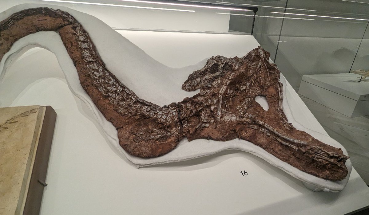 古知累すすむ＠恐竜研究者 tweet media