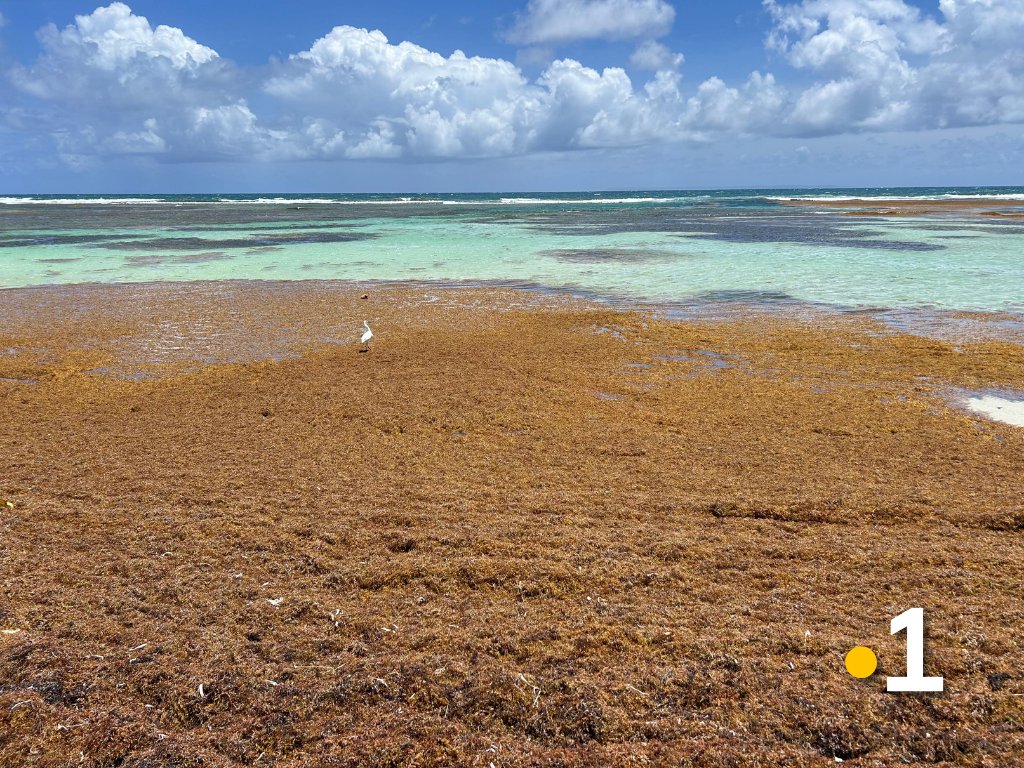 Guadeloupe la 1ère tweet media