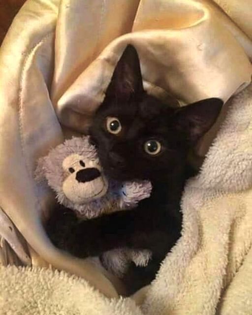 🐈‍⬛ tweet media