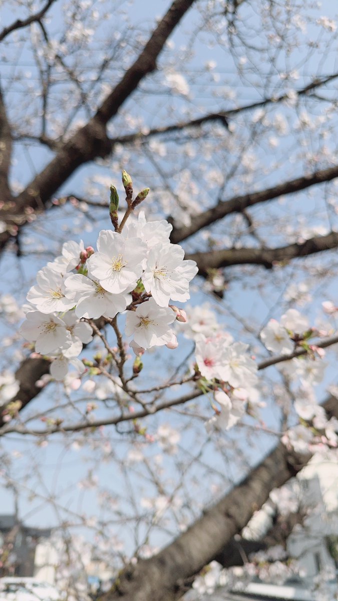 鬼灯かえで(505) tweet media