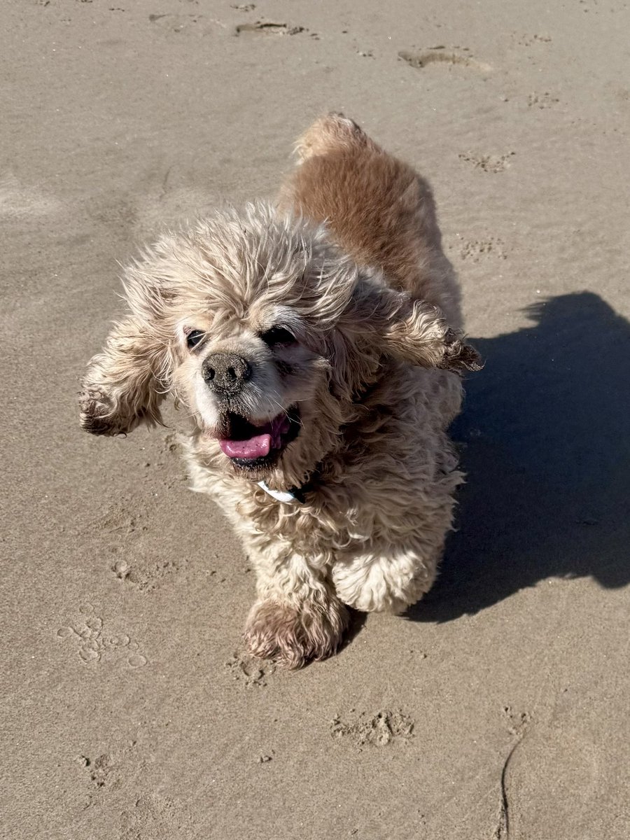 SpanielsSuper's tweet photo. We went for a walk at Cambois 
It was a bit breezy 
We both had an attack of #WindyWugs
#Flapometers #Blowy https://t.co/uOMYogNp80
