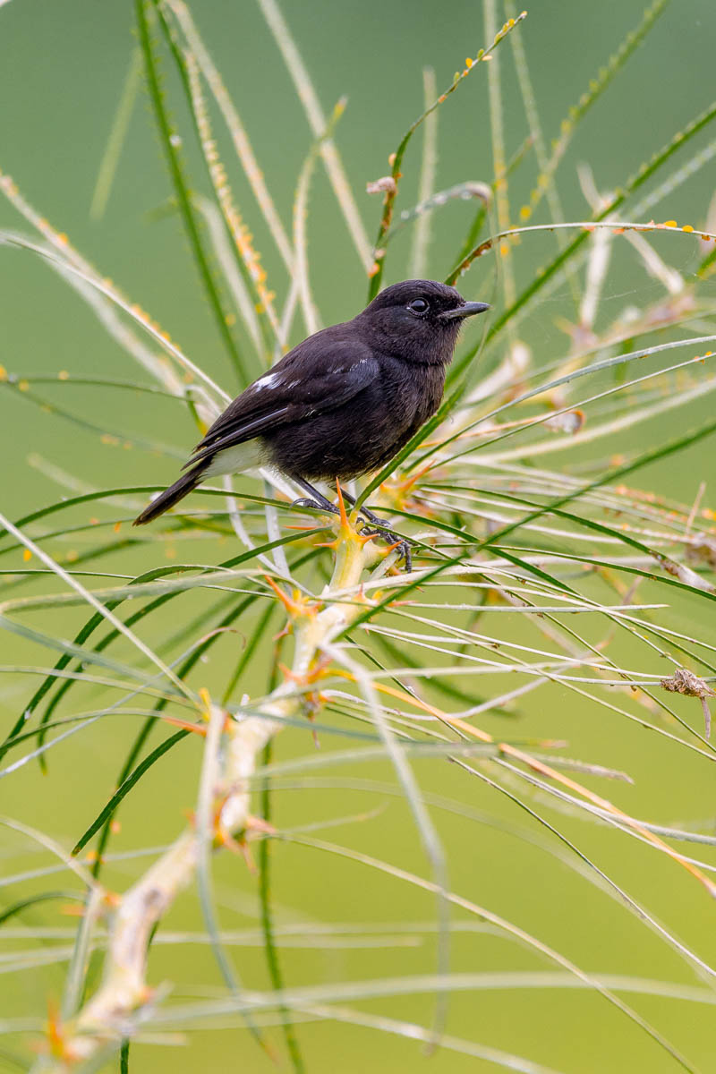wildgirish's tweet photo. Kumbhargaon is a quiet village about five hours from Mumbai. In December 2019, unexpected rain had swept through, turning the dry landscape lush and green once again 🐦 #IndiAves #theme_pic_India #birdphotography 

A bushchat perched low, almost at eye level with me, brimming with life among the fresh leaves. Its striking black-and-white feathers caught the sunlight beautifully, while its sharp eyes scanned the surroundings with quiet alertness.

I watched as it launched into short, graceful flights, chasing insects in quick bursts. After each hunt, it would return to a thin twig, pause for a moment, and look around before taking off again — like a small, rhythmic dance.

I clicked away gratefully, capturing the moment. Though small, the bushchat moved with complete authority over its little patch of land.

My naturalist leaned closer and whispered, “Bushchats often return to the same perch repeatedly. If you stay still and avoid sudden movements, they’ll keep you company for hours.”

I smiled and whispered back, “Then let’s not rush him. His world will open up if we give it time.”

While the bird was away on one of its flights, I shifted my position ever so slightly — just a few inches. When it returned and landed, the background had transformed completely, almost like an entirely new scene. I was amazed at how such a small movement could make such a big difference.