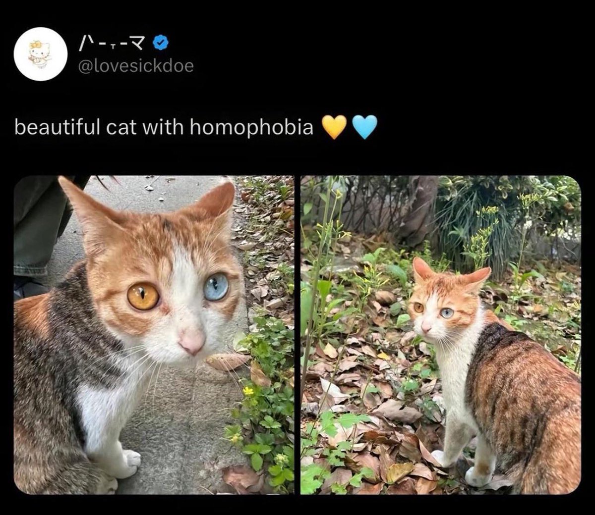 ash ❇️🪽 tweet media