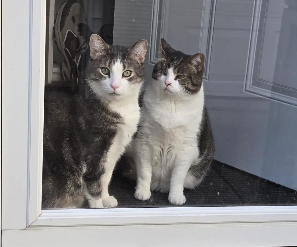 Sara Mary ⭐❤️ tweet media