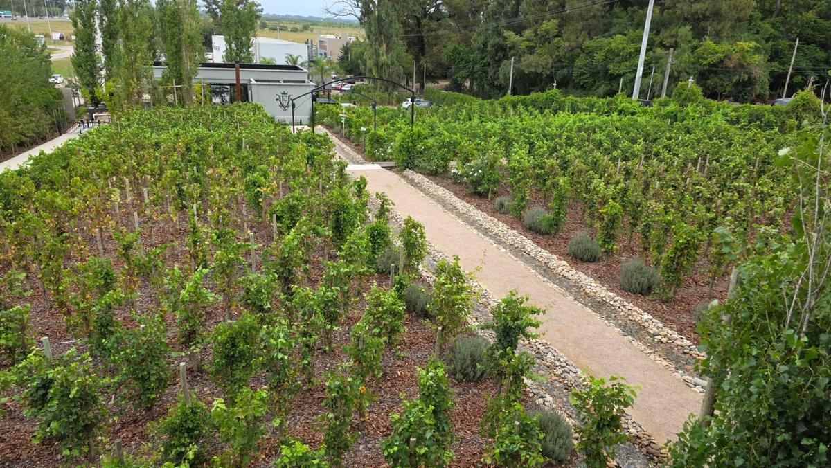 nicolasorsini's tweet image. [Nuevo] Ahora Mendoza queda al toque de CABA de la mano de @alevigilmalbec 

Ya está disponible la crónica en el #blog acerca de Estancia Vigil en Cardales.

nicolasorsini.com/estancia-vigil…