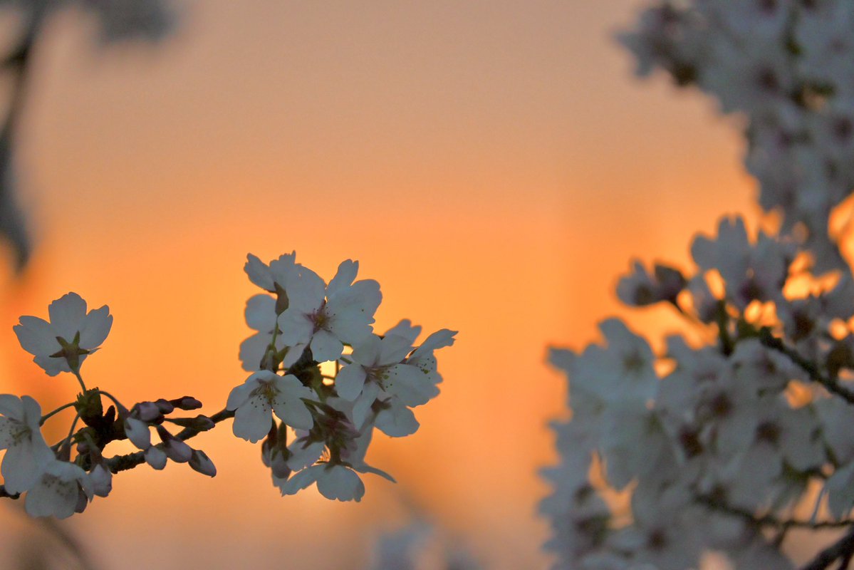 すてぶん@GinHolic&EnChocolat tweet media