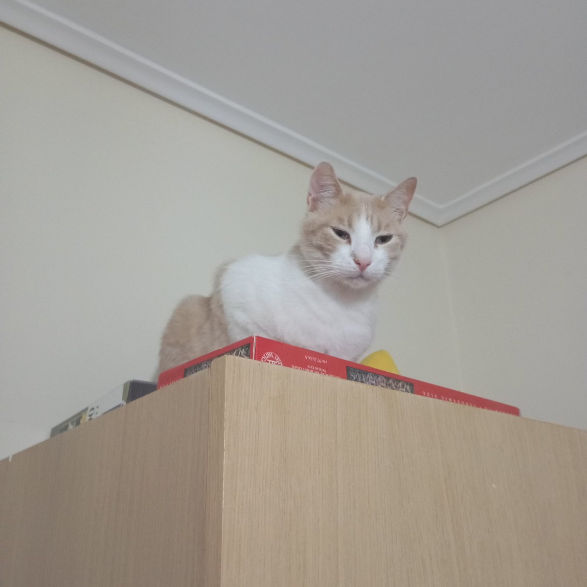 Η Σοφία σου tweet media