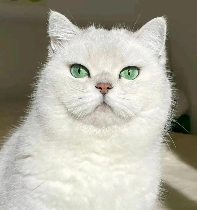 Purely Green tweet media