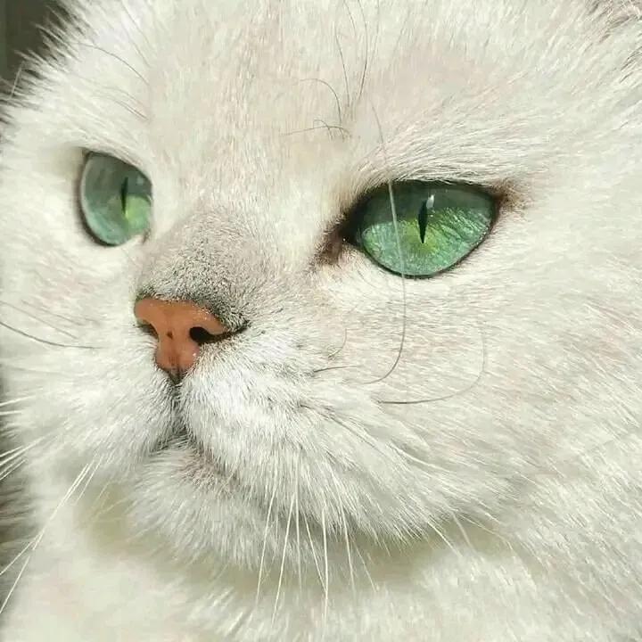 Purely Green tweet media