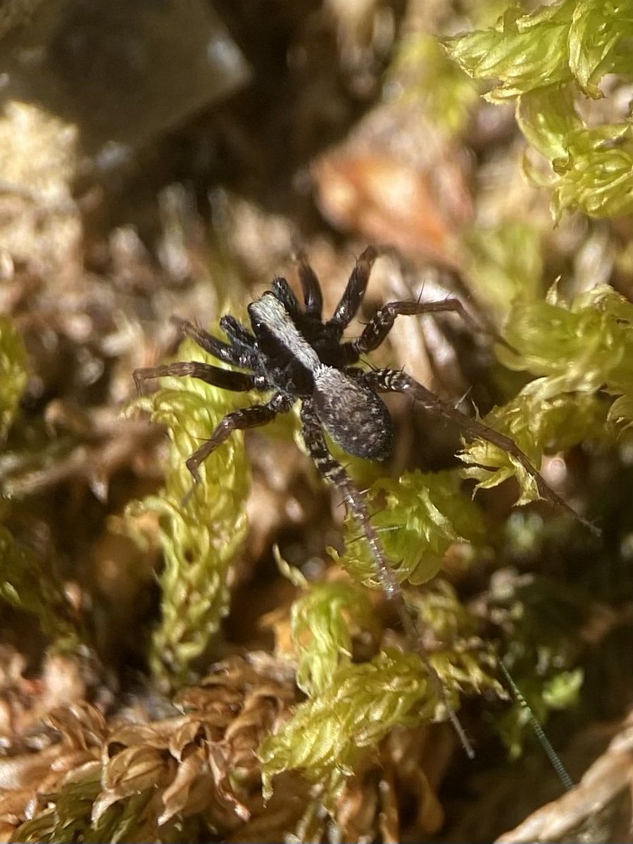 StevePa46290725's tweet image. This little fella was very fast, I was lucky to get a photo. Long-legged wolf spider (Pardosa sp. - probably) #spider