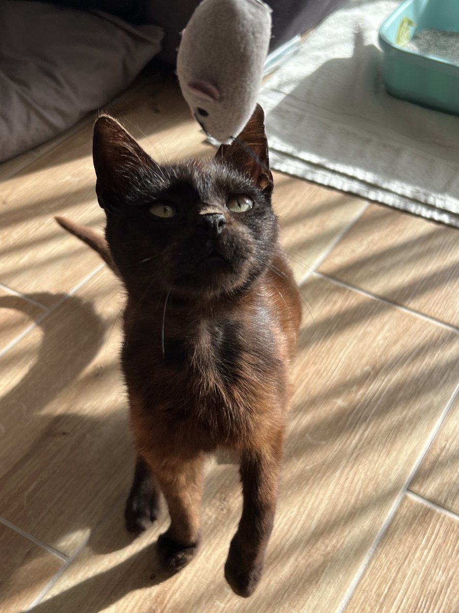 Atheist Girl tweet media